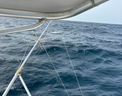 sailfish