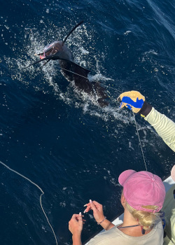 sailfish