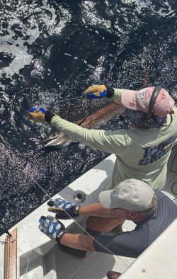sailfish Steve
