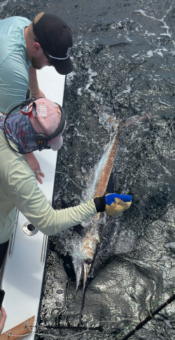 white marlin