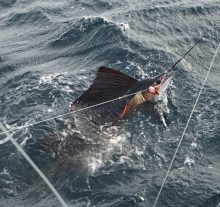 sailfish