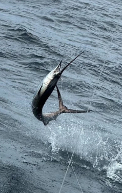 25 June sailfish