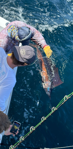 31 July sailfish