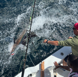 sailfish 9 october