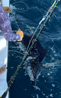 sailfish 23 october