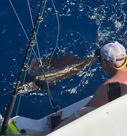 sailfish