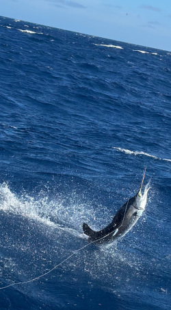 sailfish