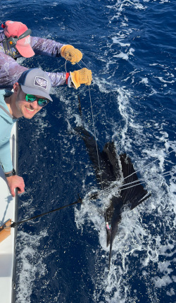 sailfish