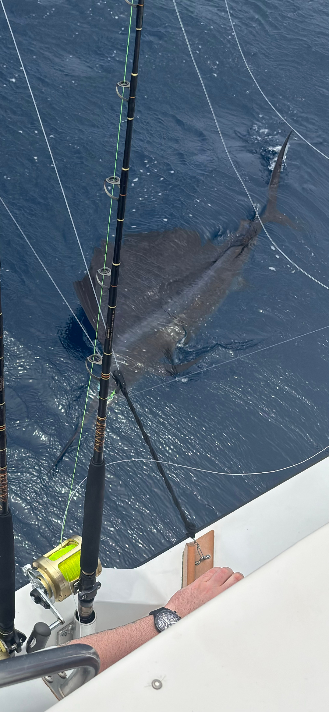 sailfish