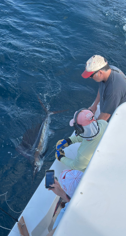 sailfish