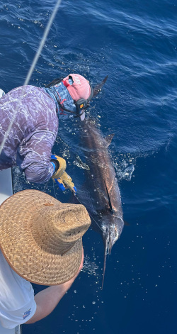 sailfish