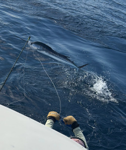 sailfish