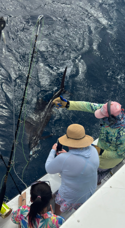 sailfish